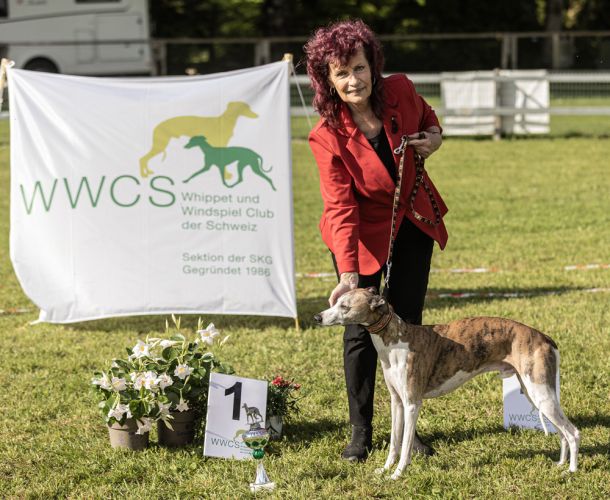 WHIPPET AUSSTELLUNG WWCS CM 09.05.2024