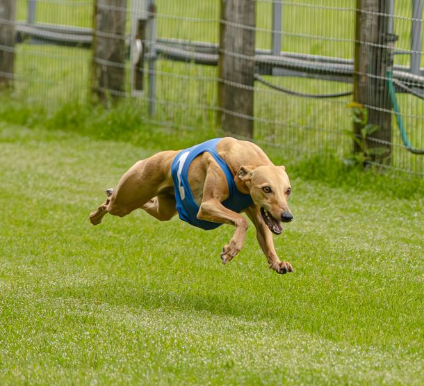 WHIPPET SOLORENNEN WWCS CM 09.05.2024