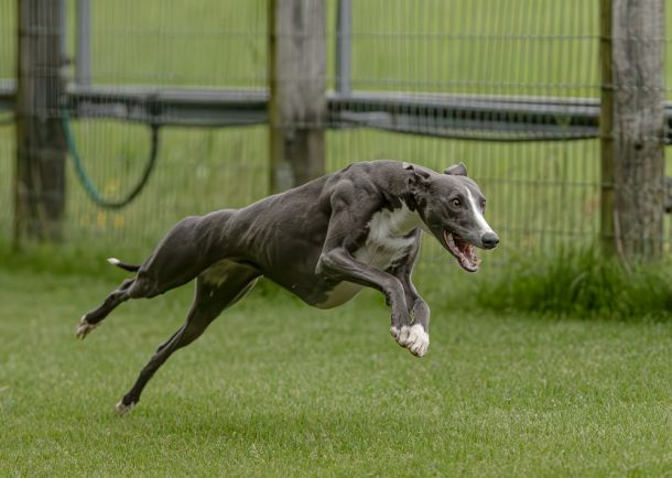 WHIPPET SOLORENNEN WWCS CM 09.05.2024