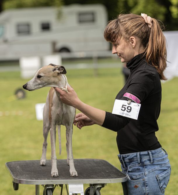 CM 2024 Ausstellung Whippet