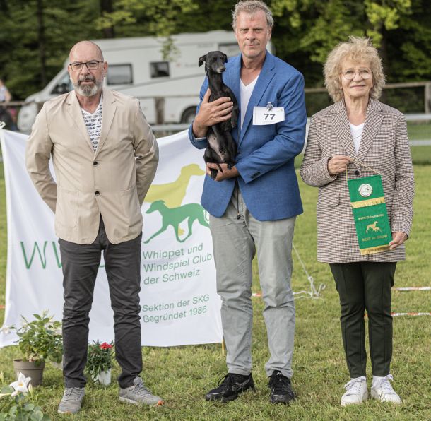 WHIPPET AUSSTELLUNG WWCS CM 09.05.2024