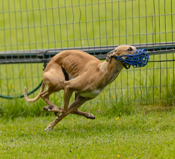 WHIPPET SOLORENNEN WWCS CM 09.05.2024