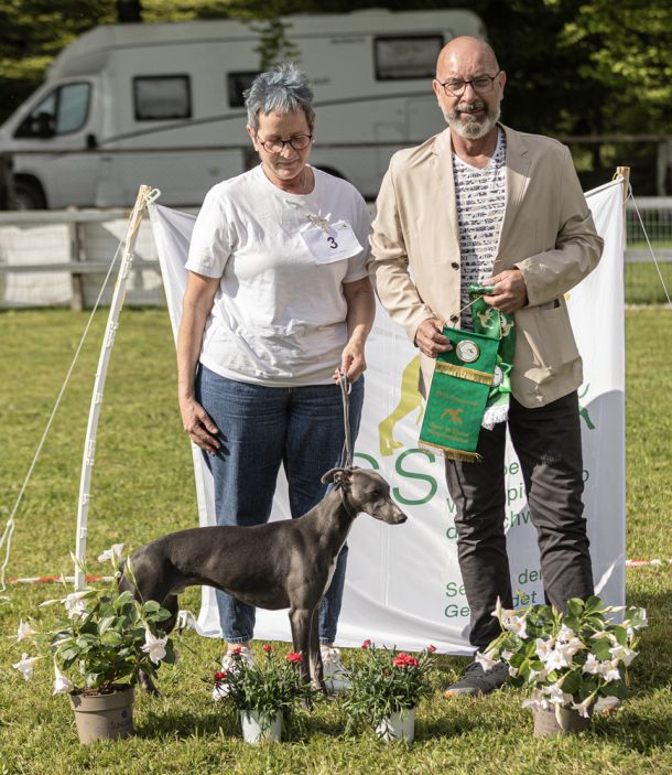 WHIPPET AUSSTELLUNG WWCS CM 09.05.2024