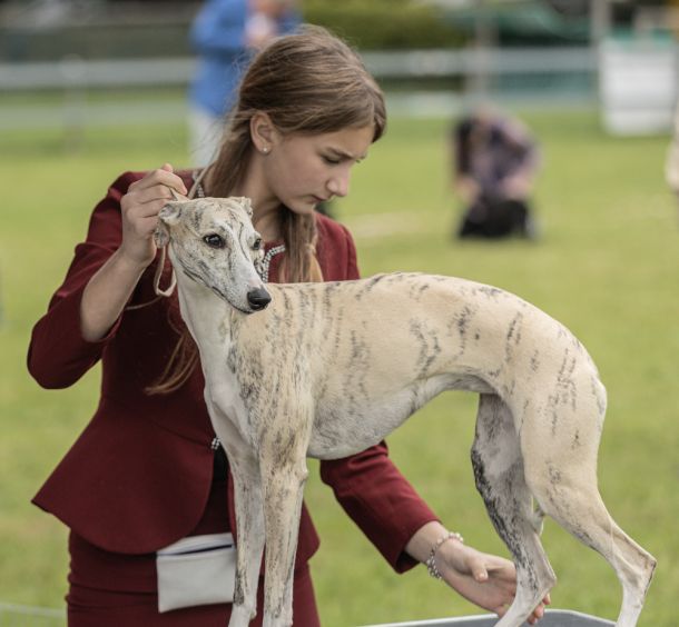 CM 2024 Ausstellung Whippet