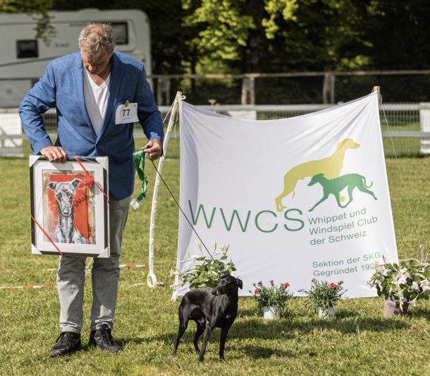 WHIPPET AUSSTELLUNG WWCS CM 09.05.2024