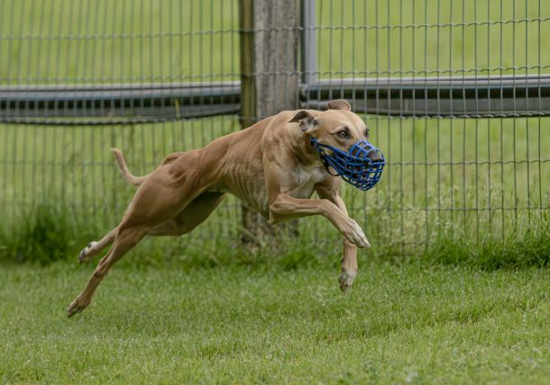 WHIPPET SOLORENNEN WWCS CM 09.05.2024