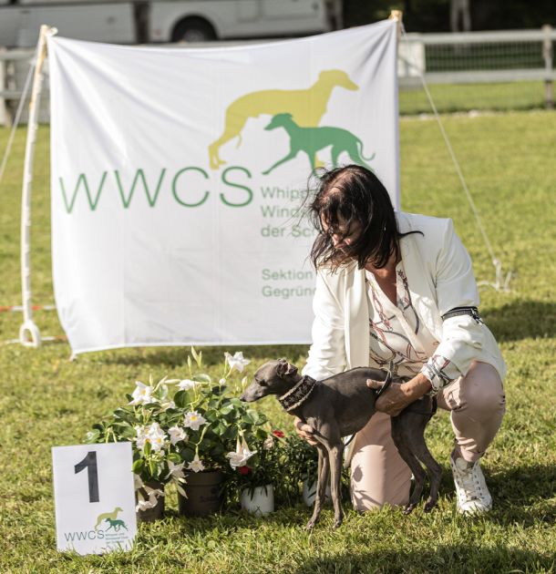 WHIPPET AUSSTELLUNG WWCS CM 09.05.2024