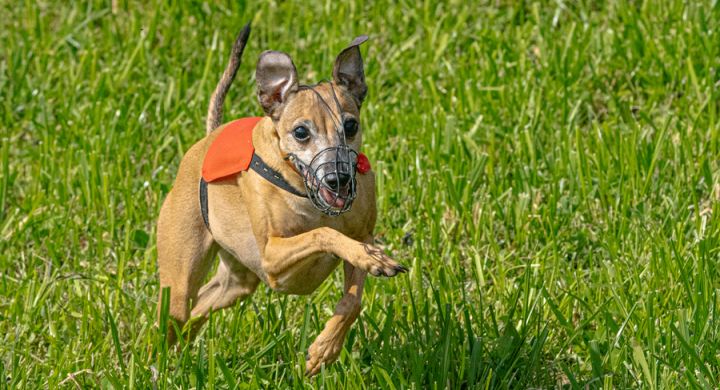 SM Coursing in Aedermannsdorf