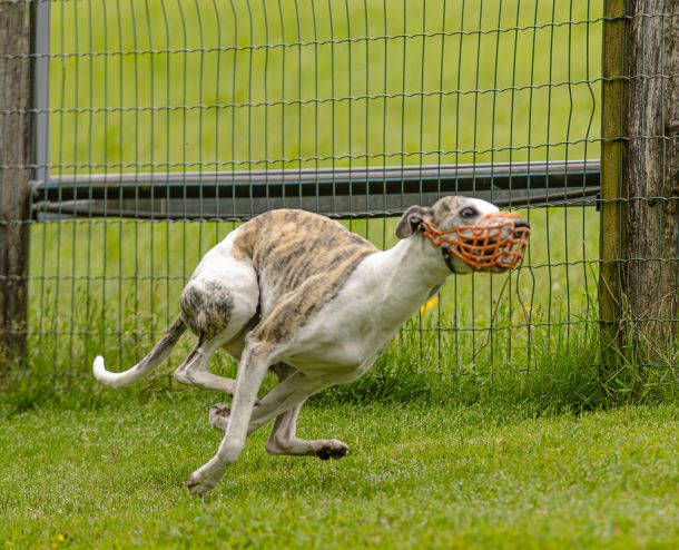 WHIPPET SOLORENNEN WWCS CM 09.05.2024