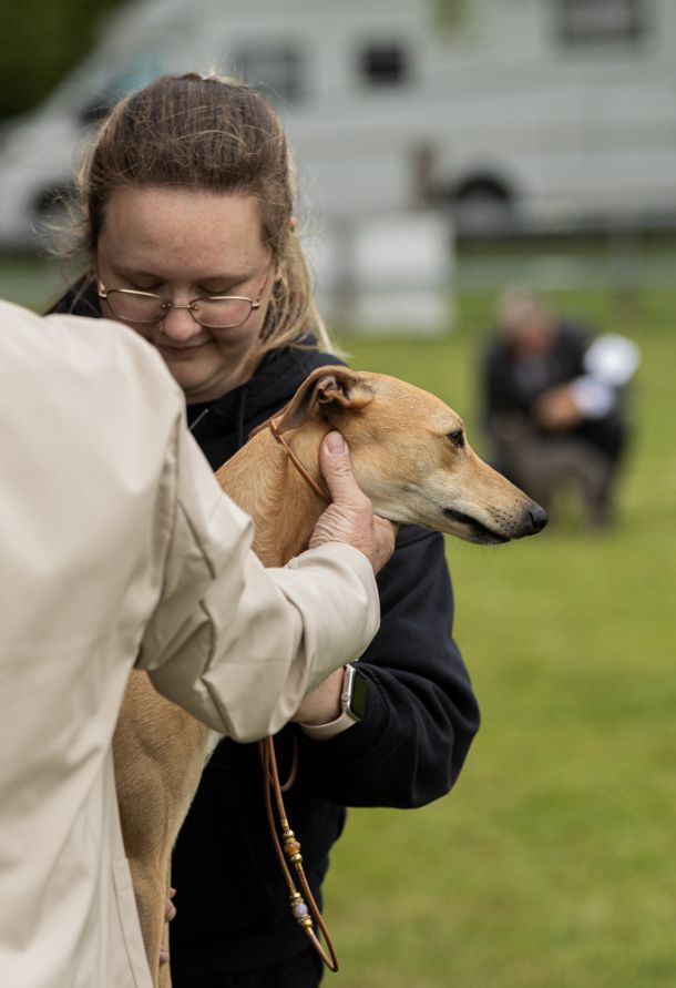 CM 2024 Ausstellung Whippet