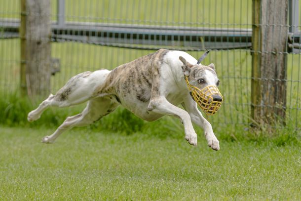 WHIPPET SOLORENNEN WWCS CM 09.05.2024