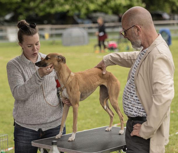 CM 2024 Ausstellung Whippet