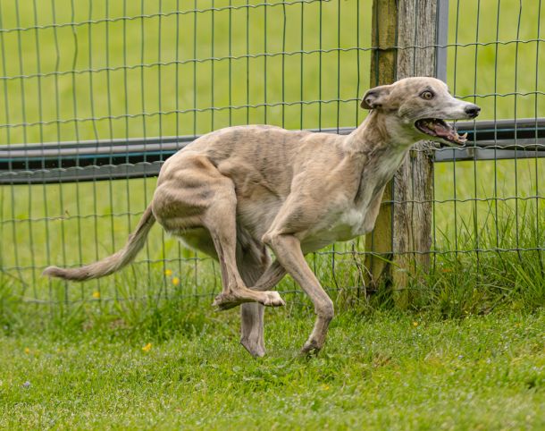 WHIPPET SOLORENNEN WWCS CM 09.05.2024