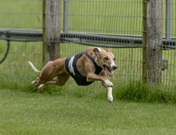 WHIPPET SOLORENNEN WWCS CM 09.05.2024