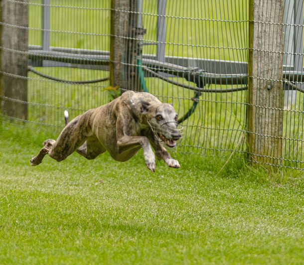 WHIPPET SOLORENNEN WWCS CM 09.05.2024