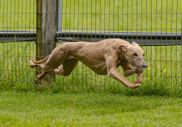 WHIPPET SOLORENNEN WWCS CM 09.05.2024