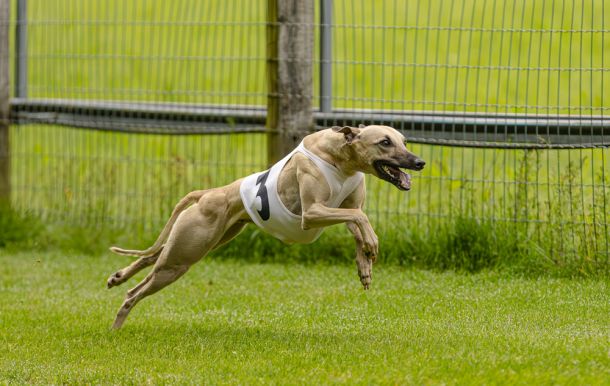 WHIPPET SOLORENNEN WWCS CM 09.05.2024