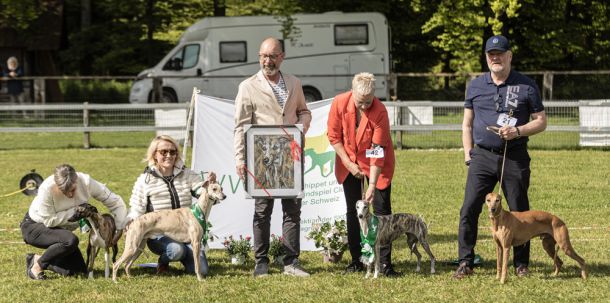 WHIPPET AUSSTELLUNG WWCS CM 09.05.2024