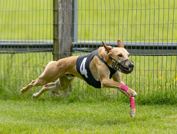 WHIPPET SOLORENNEN WWCS CM 09.05.2024