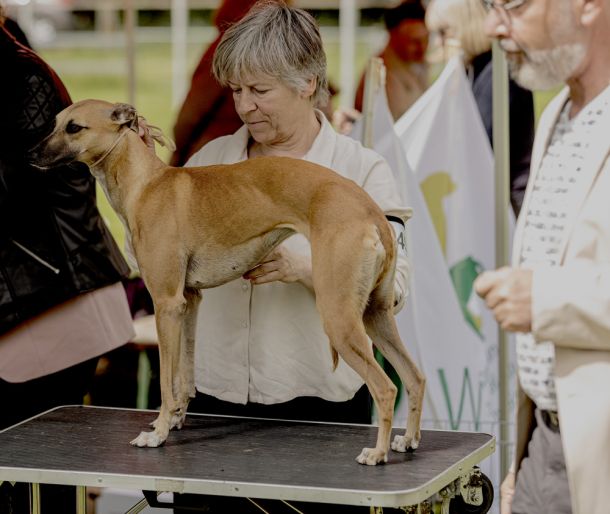 CM 2024 Ausstellung Whippet