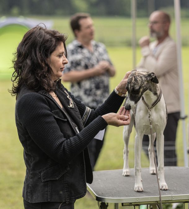 CM 2024 Ausstellung Whippet