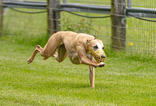 WHIPPET SOLORENNEN WWCS CM 09.05.2024