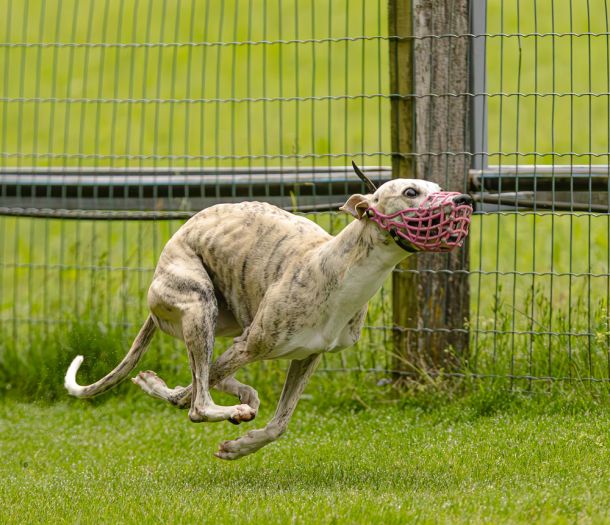 WHIPPET SOLORENNEN WWCS CM 09.05.2024