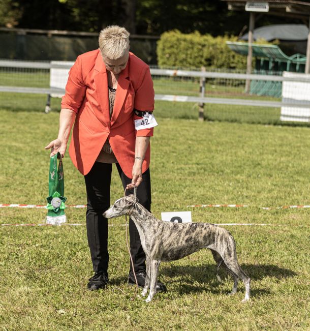 WHIPPET AUSSTELLUNG WWCS CM 09.05.2024