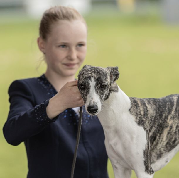 CM 2024 Ausstellung Whippet